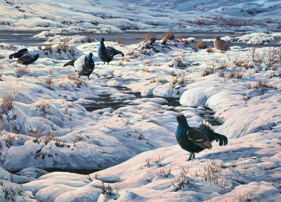 Black Grouse Lek by Martin Ridley - Pack of 10 GWCT Christmas Cards 2024