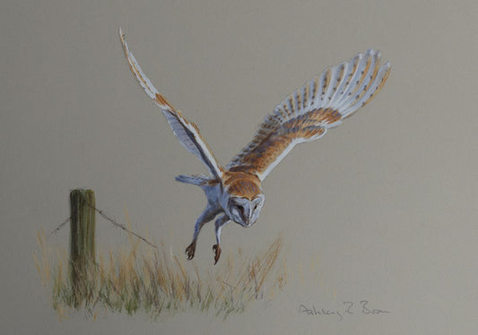 Hunting Barn Owl by Ashley Boon - Pack of 10 GWCT Christmas Cards 2024